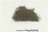 藏品(列胞耳葉蘚)的圖片